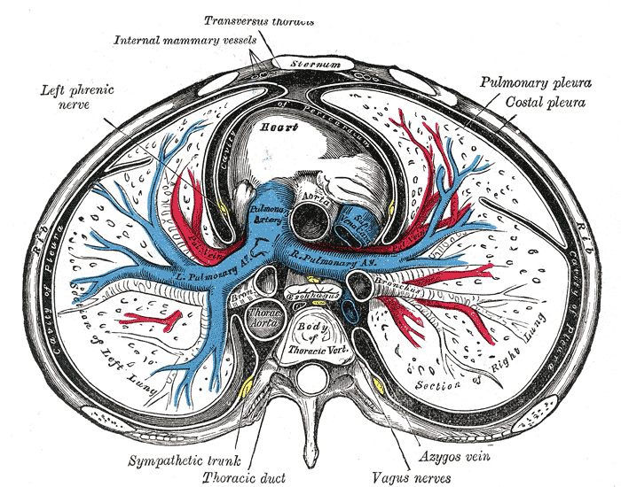 Pericardial fluid - Wikipedia
