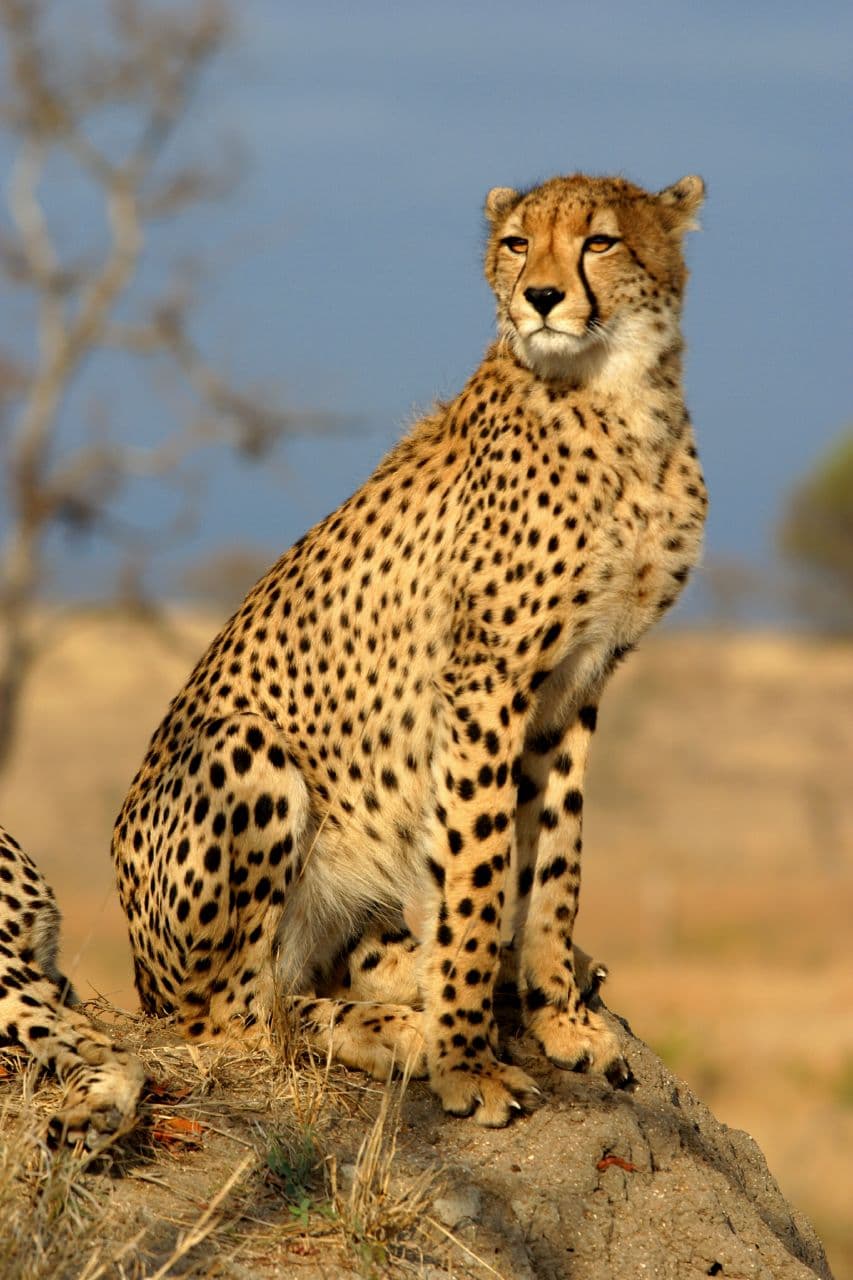 Guépard — Wikipédia