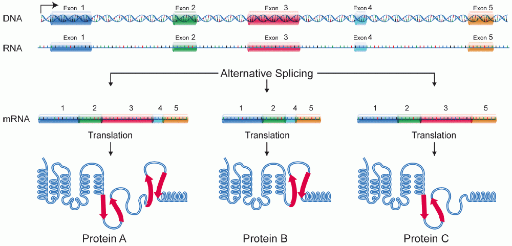 Protein isoform - Wikipedia