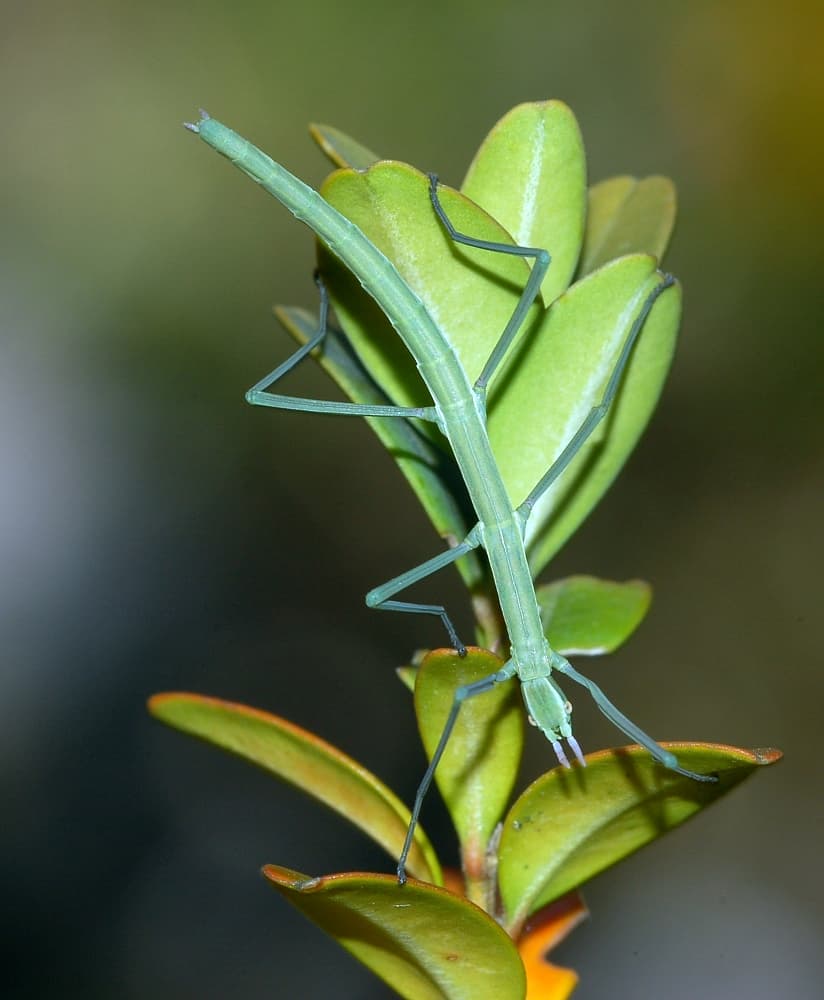 Phasmatodea - Wikipedia