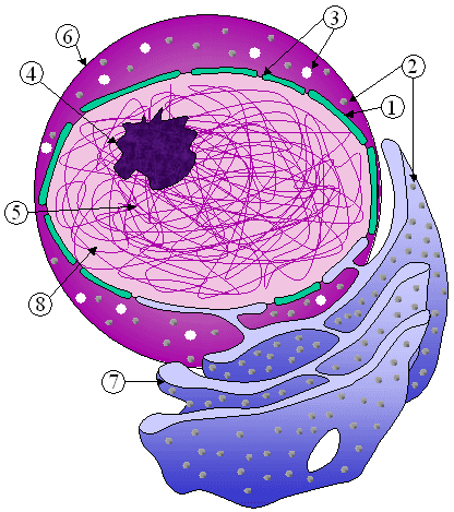 Noyau (biologie) — Wikipédia