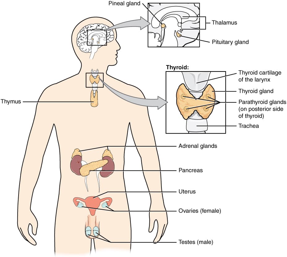 Endocrinologie — Wikipédia