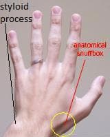 Processus styloïde de l'ulna — Wikipédia