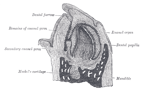 Dental papilla - Wikipedia