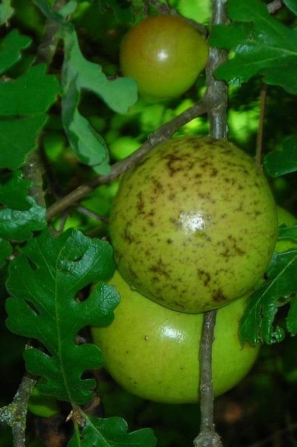 Galle (botanique) — Wikipédia