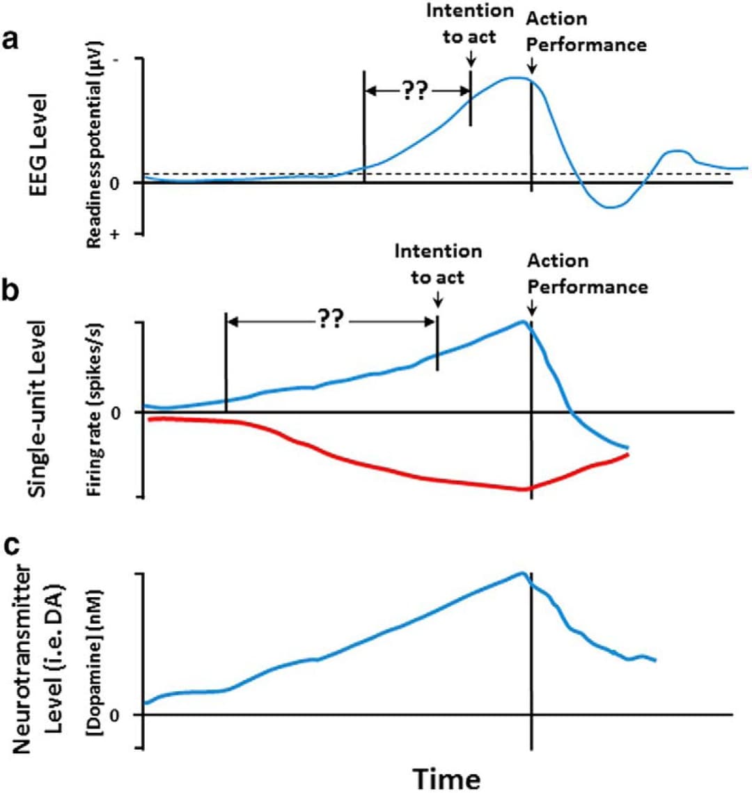 Neuroscience of free will - Wikipedia