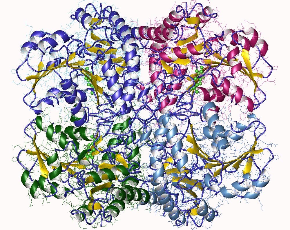 Cystathionine gamma-lyase — Wikipédia