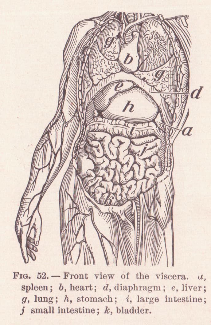 Standard anatomical position - Wikipedia