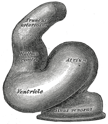 Truncus arteriosus - Wikipedia