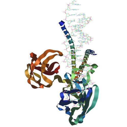 C-Fos — Wikipédia