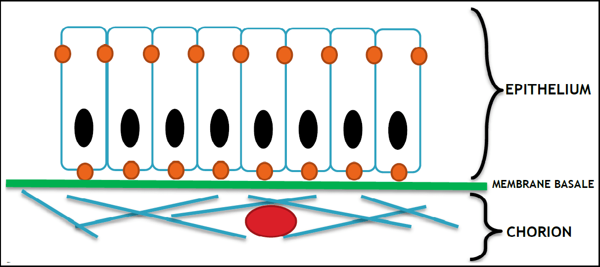Muqueuse — Wikipédia