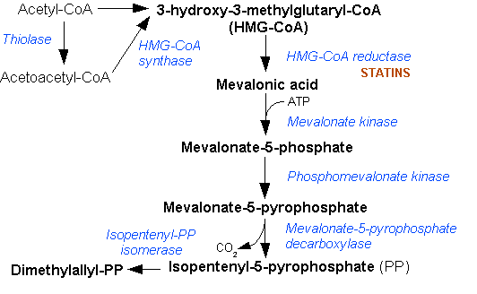 Isopentényl-pyrophosphate — Wikipédia