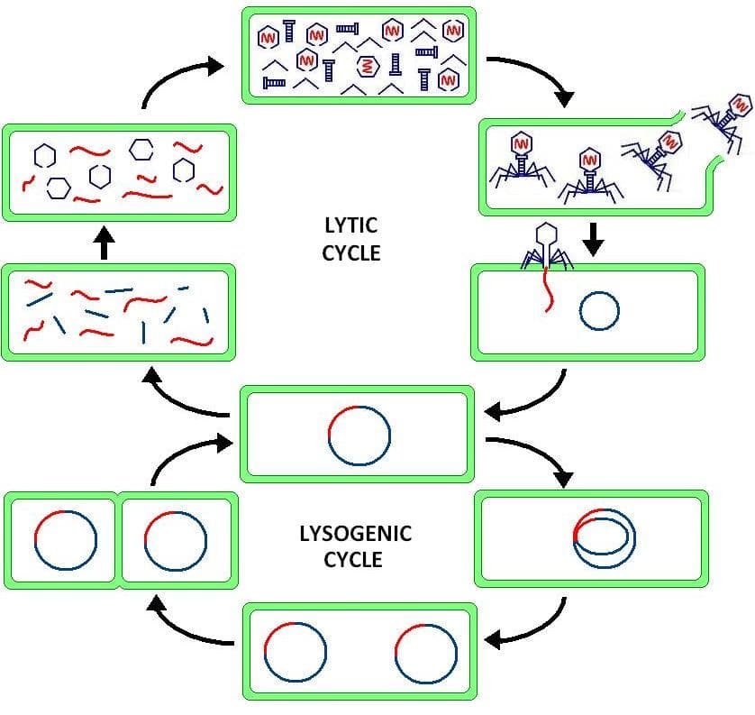 Lytic cycle - Wikipedia