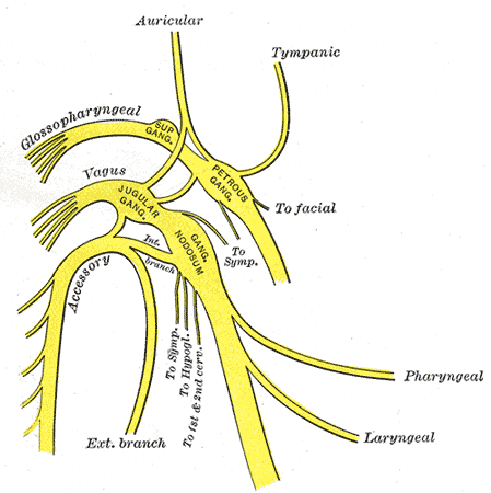 Vagus nerve - Wikipedia