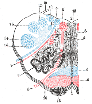 Lateral medullary syndrome - Wikipedia