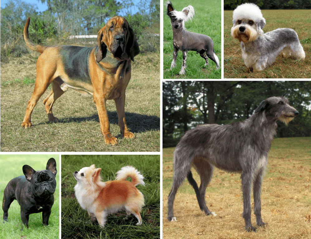 Race de chiens — Wikipédia