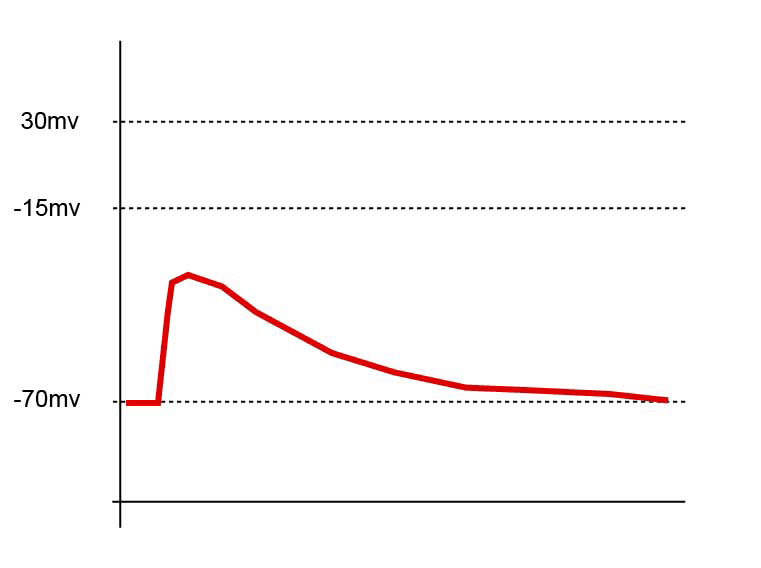 Excitatory postsynaptic potential - Wikipedia