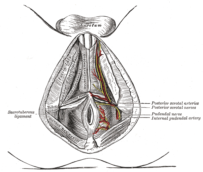 Internal anal sphincter - Wikipedia