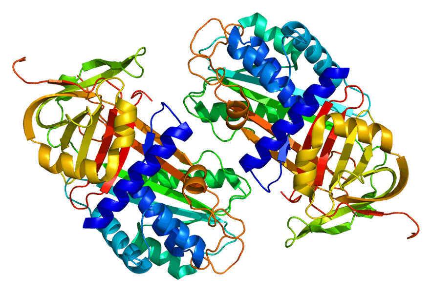 Thyroxine-binding globulin - Wikipedia