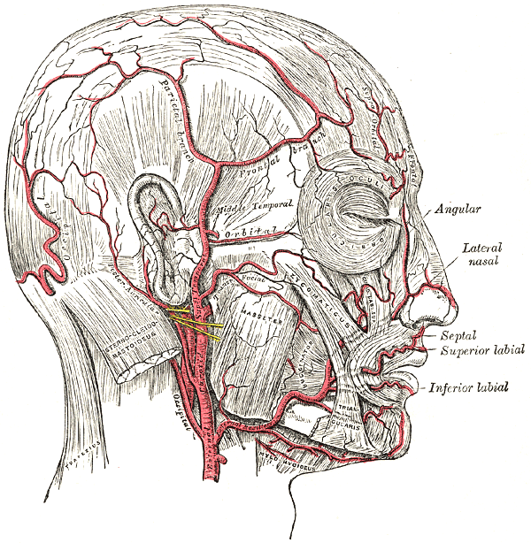 Giant cell arteritis - Wikipedia