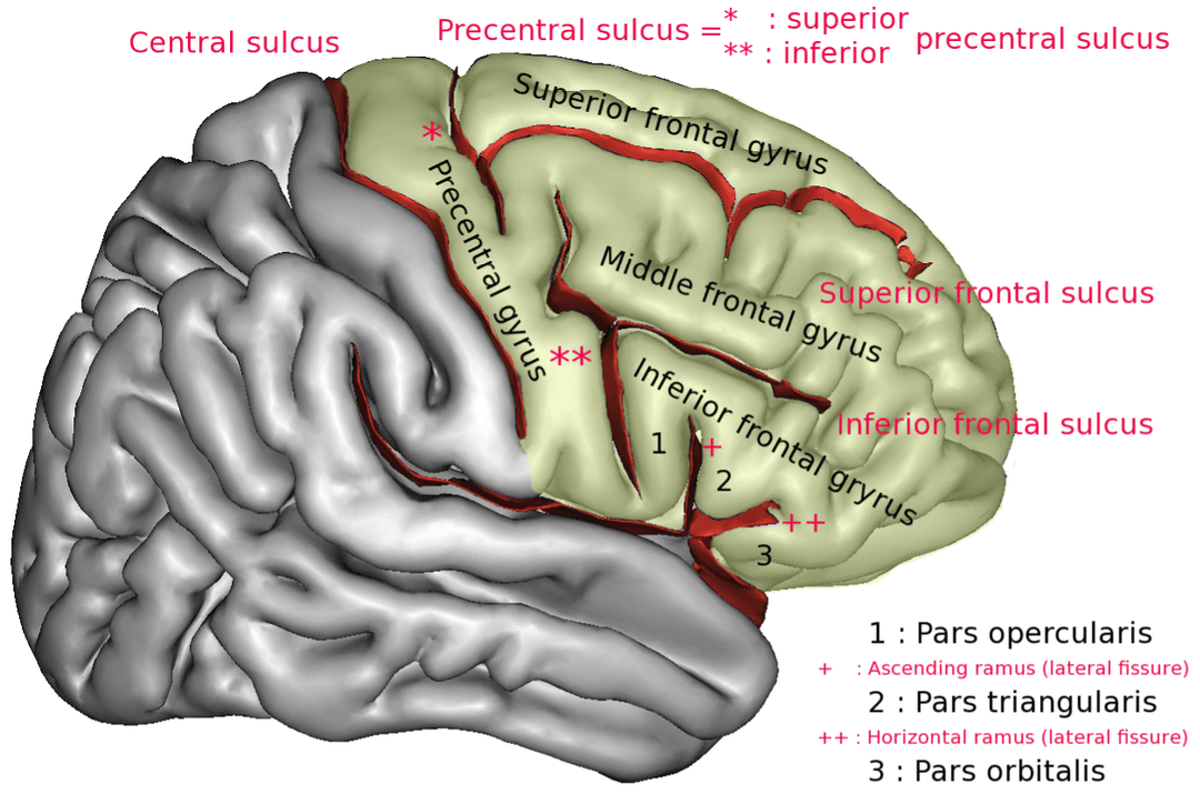 Superior frontal gyrus - Wikipedia