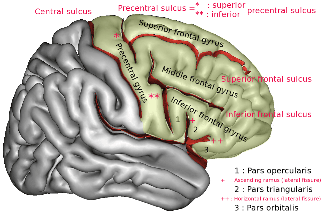 Superior frontal gyrus - Wikipedia