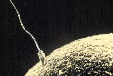 Spermatozoïde — Wikipédia