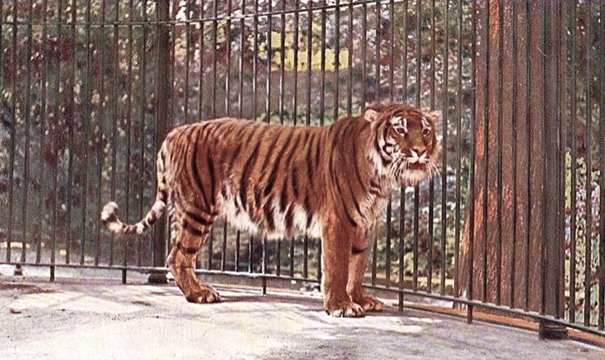 Tigre de la Caspienne — Wikipédia