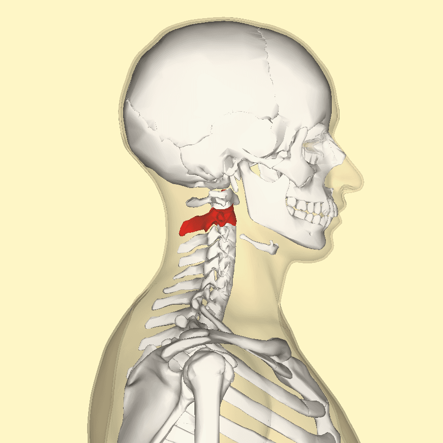 Axis (anatomy) - Wikipedia