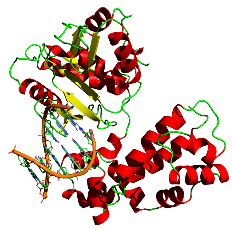 DNA polymerase - Wikipedia