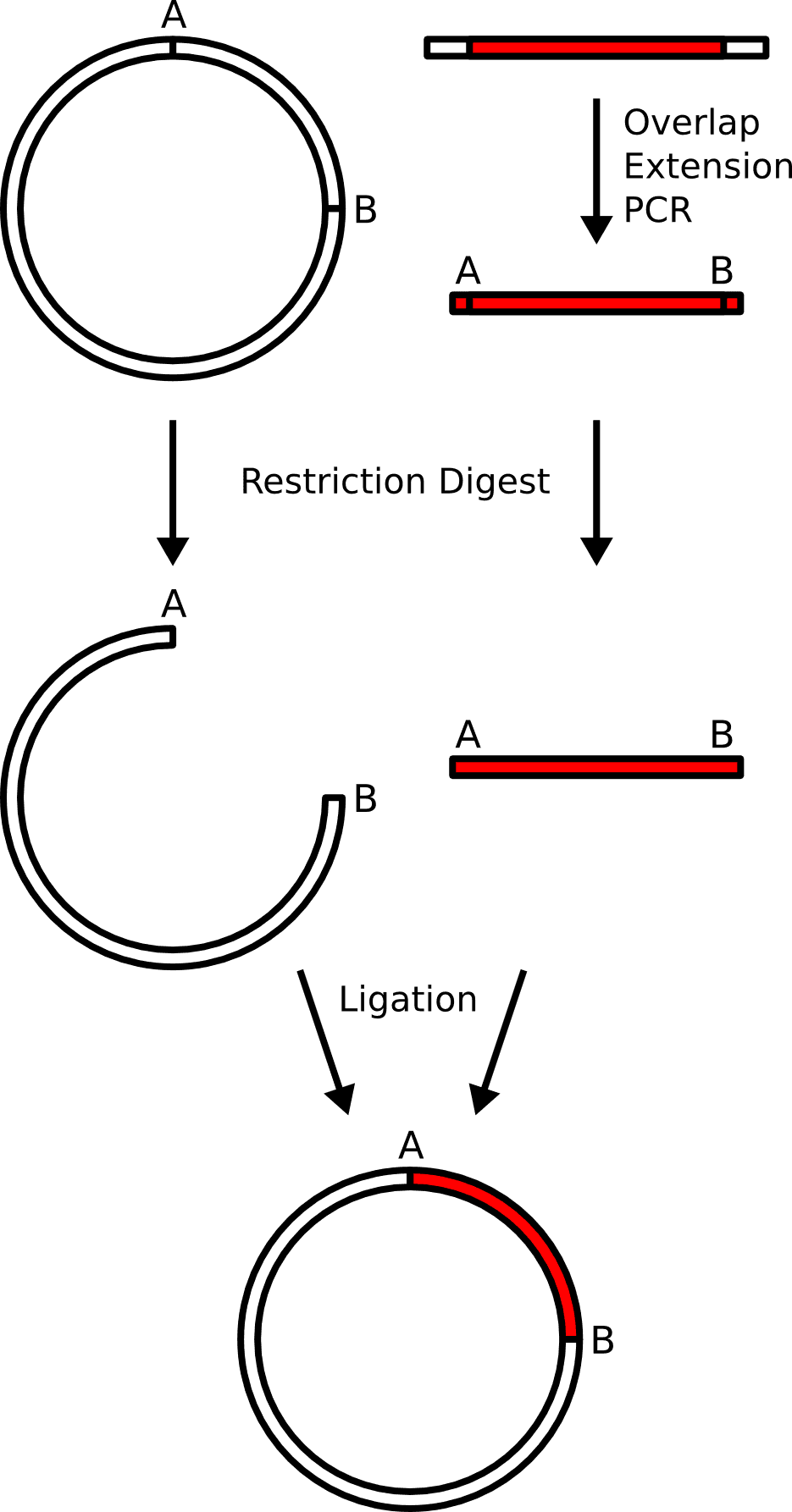 Subcloning - Wikipedia