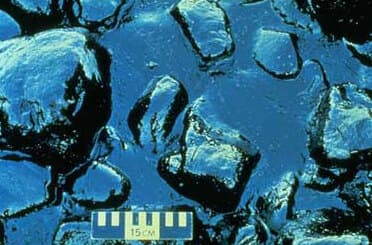 Crime environnemental — Wikipédia