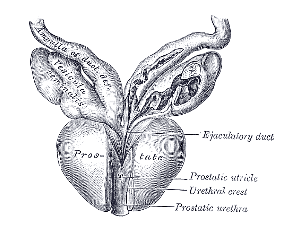 Prostate — Wikipédia