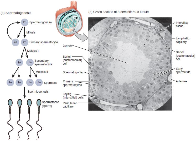 Spermatogenèse — Wikipédia