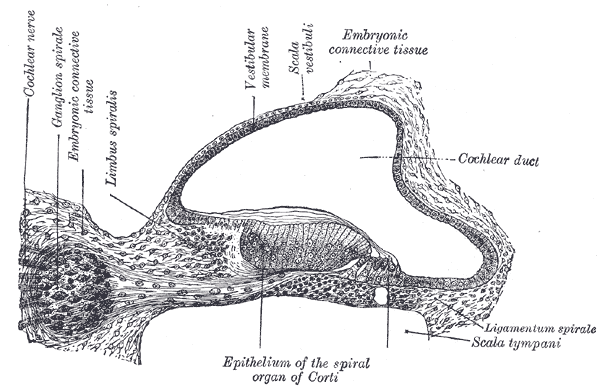 Spiral ganglion - Wikipedia