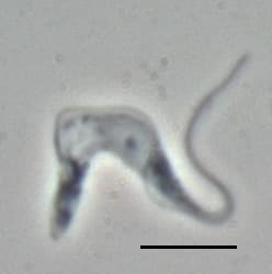 Trypanosoma brucei — Wikipédia
