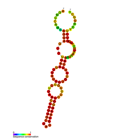 DNA polymerase beta - Wikipedia