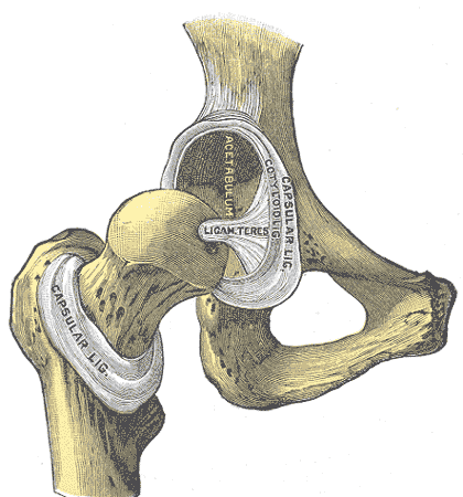 Acetabular labrum - Wikipedia