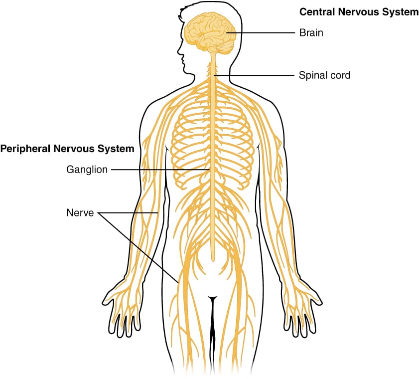 Central nervous system - Wikipedia