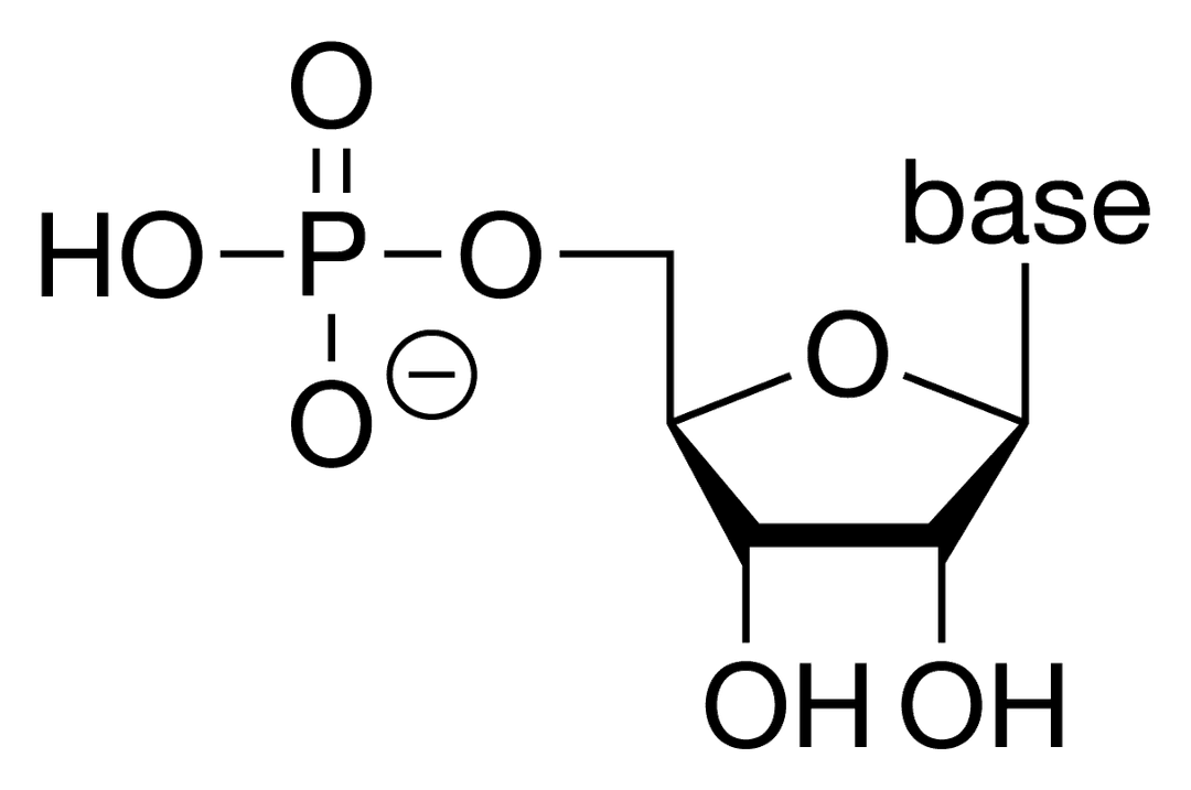 Ribonucleotide - Wikipedia