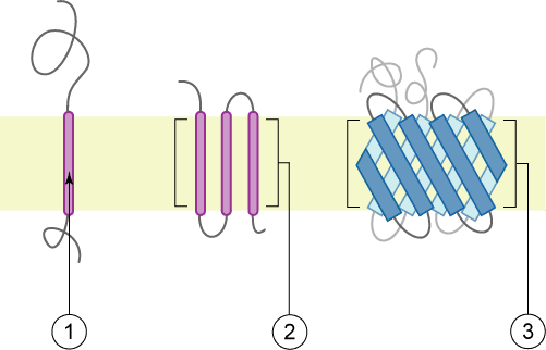 Protein–lipid interaction - Wikipedia