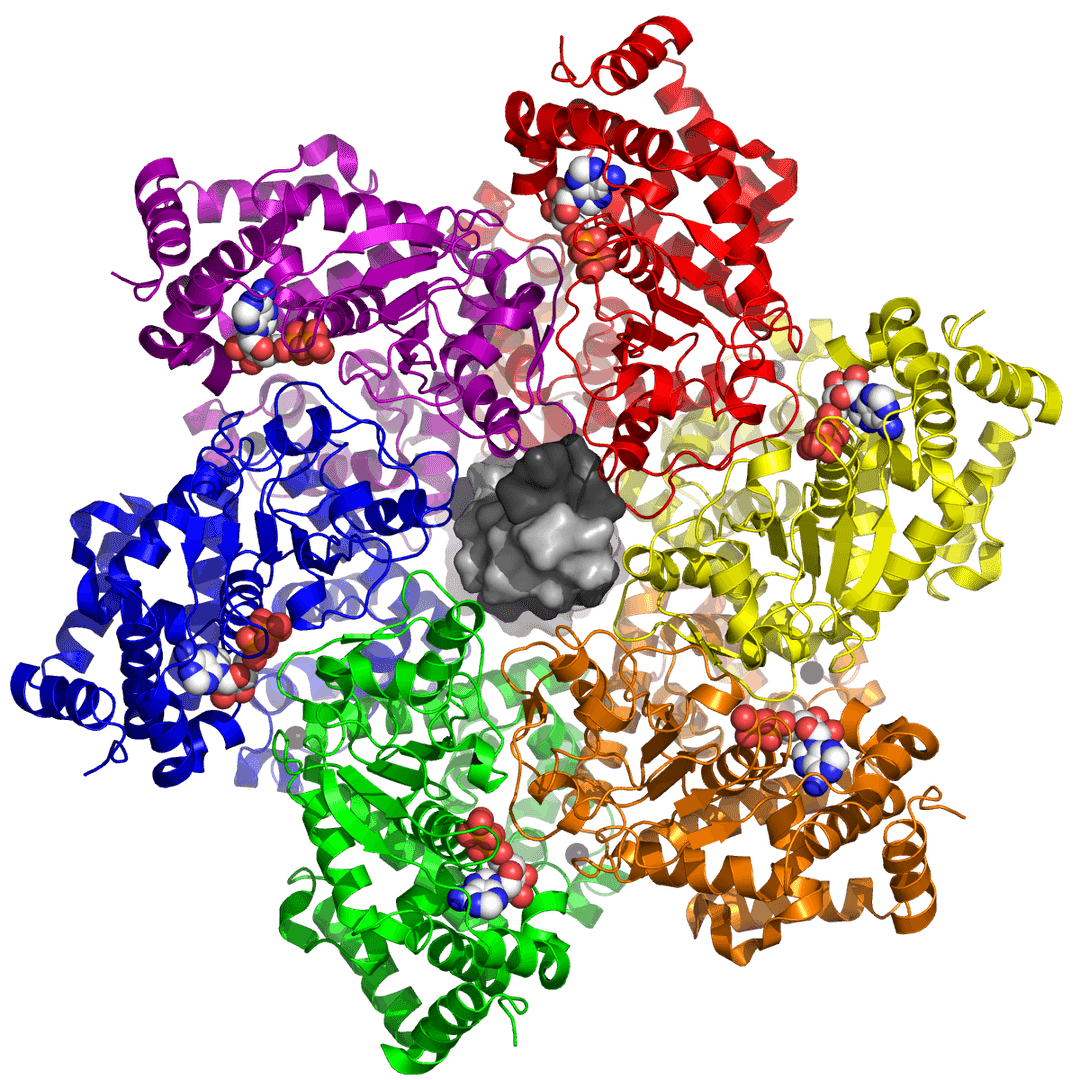 Large tumor antigen - Wikipedia