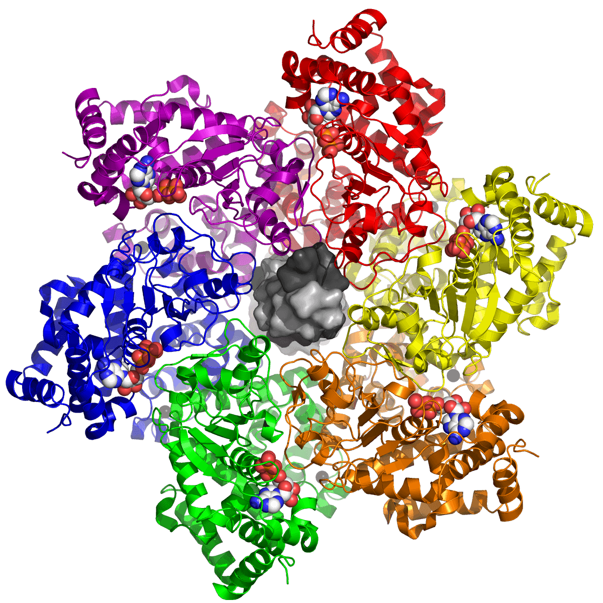 Large tumor antigen - Wikipedia