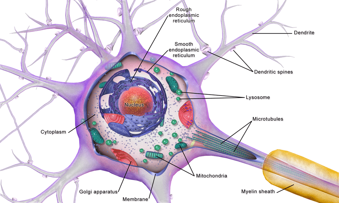 Brain cell - Wikipedia