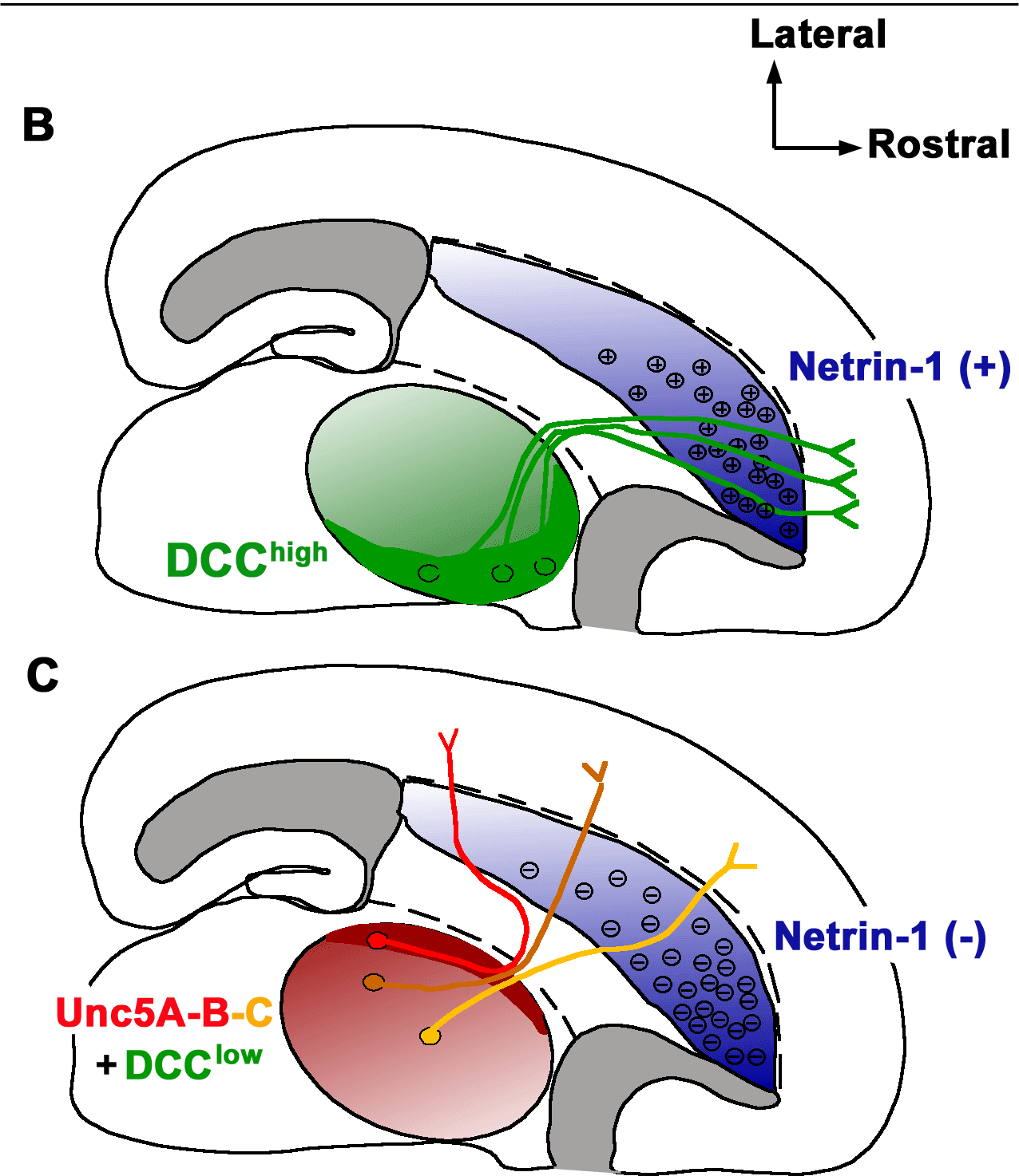 Netrin - Wikipedia
