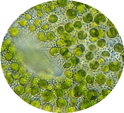 Chlorella — Wikipédia