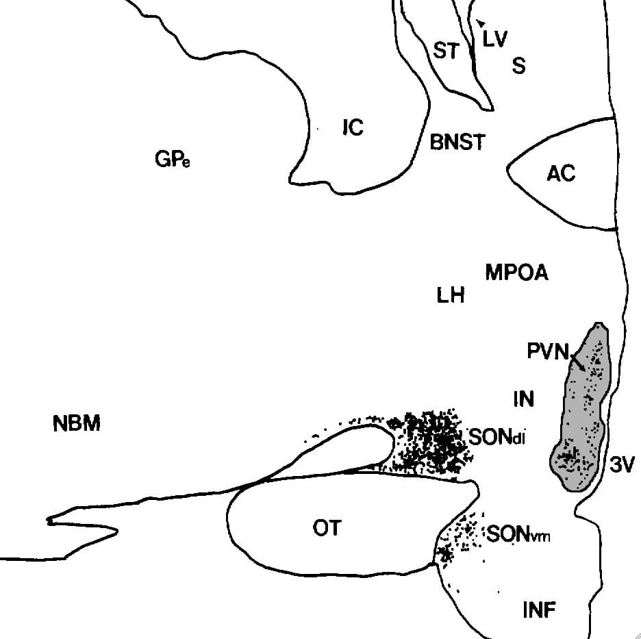 Paraventricular nucleus - Wikipedia
