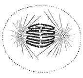 Anaphase — Wikipédia