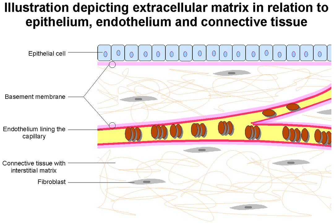 Extracellular matrix - Wikipedia
