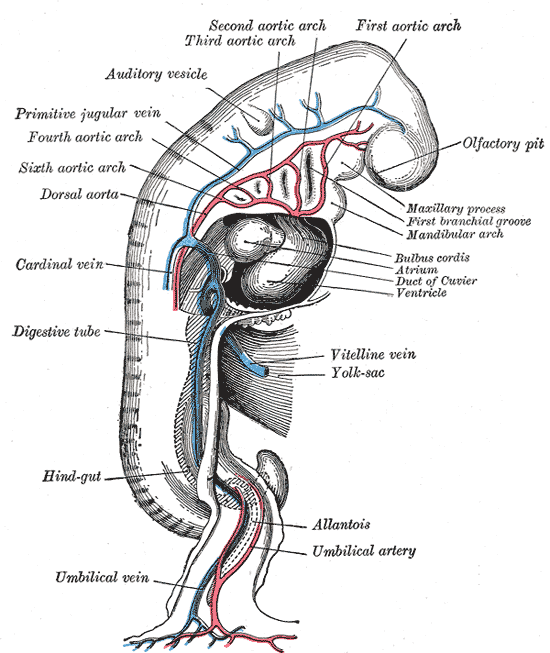Hindgut - Wikipedia